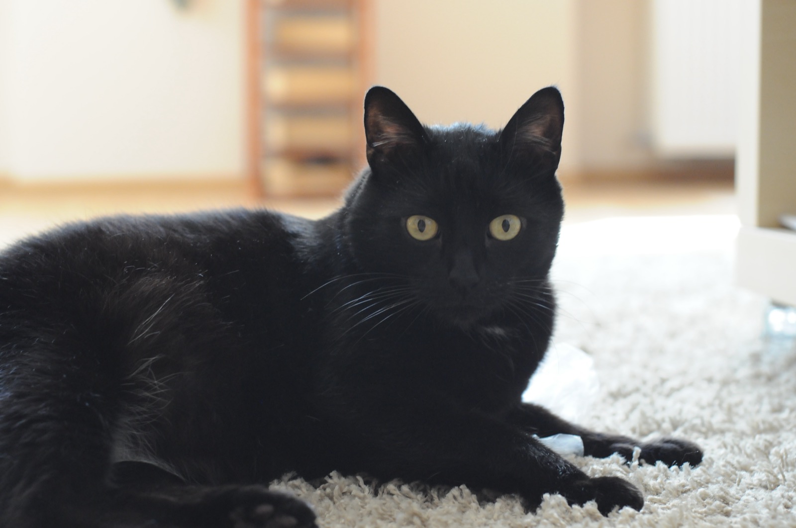 Max the cat